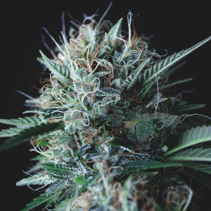 Wembley × Mendocino Pyramid Seeds – híbrido Gold Line com buds densos, rosados e muito resinosos