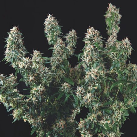 Semente Tutankhamon x Cookies USA feminizada - AK-47 × Girl Scout Cookies, 27% de THC | Pyramid Seeds Brasil