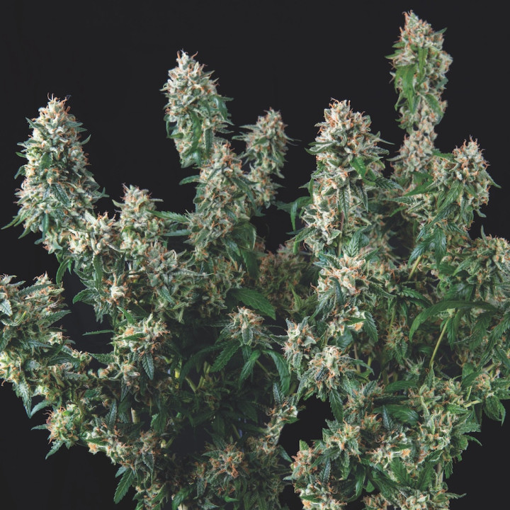 Tutankhamon × Cookies USA Pyramid Seeds – híbrido Gold Line com buds densos, resinosos e aroma doce-terroso Cookies