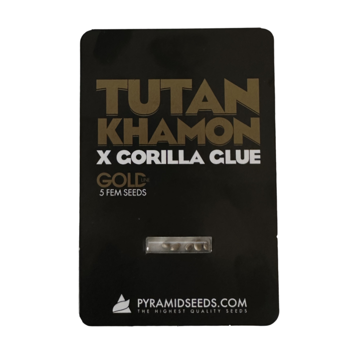 Tutankhamon × Gorila Glue Pyramid Seeds – híbrido Gold Line com buds massivos, extremamente resinosos e potência muito alta