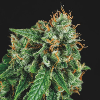 Tutankhamon × Gorila Glue Pyramid Seeds – híbrido Gold Line com buds massivos, extremamente resinosos e potência muito alta