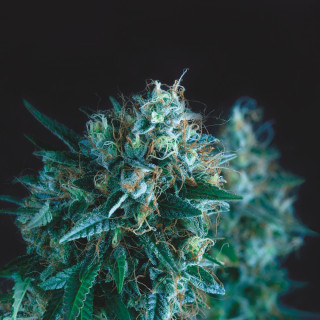 Gorila Fast Pyramid Seeds — planta de maconha muito resinosa, buds grandes e densos, floração rápida