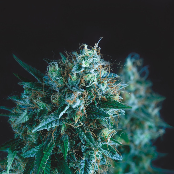 Gorila Fast Pyramid Seeds — planta de maconha muito resinosa, buds grandes e densos, floração rápida