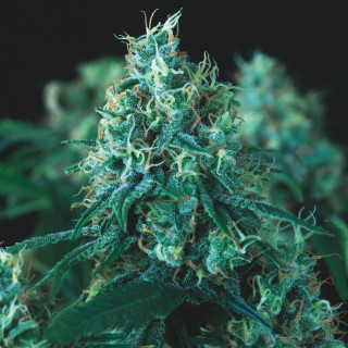 Kryptonite Fast Pyramid Seeds – planta de maconha com buds densos, muito resina, estrutura vigorosa e floração rápida