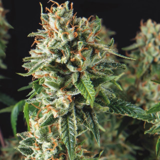 Super OG Kush Fast Pyramid Seeds – planta de maconha muito resinosa, buds densos, estrutura típica Kush, floração rápida