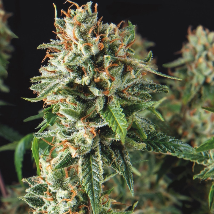 Super OG Kush Fast Pyramid Seeds – planta de maconha muito resinosa, buds densos, estrutura típica Kush, floração rápida