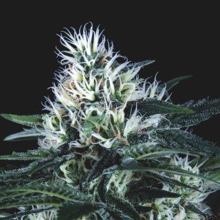 Wembley Fast Pyramid Seeds – planta de maconha com buds grandes, muito resinosos, perfil doce-frutado e floração rápida