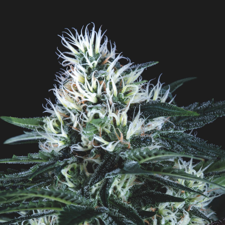 Wembley Fast Pyramid Seeds – planta de maconha com buds grandes, muito resinosos, perfil doce-frutado e floração rápida