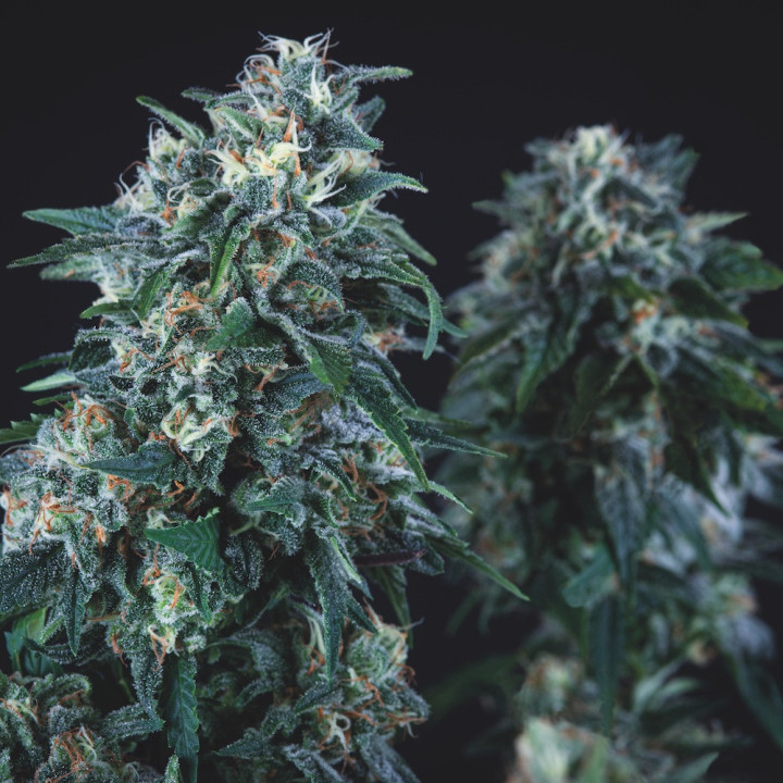 Genética Anubis Regular para colecionadores e breeders