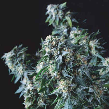 Sementes regulares Amnesia Gold da Pyramid Seeds - machos e fêmeas para criação | Pyramid Seeds Brasil