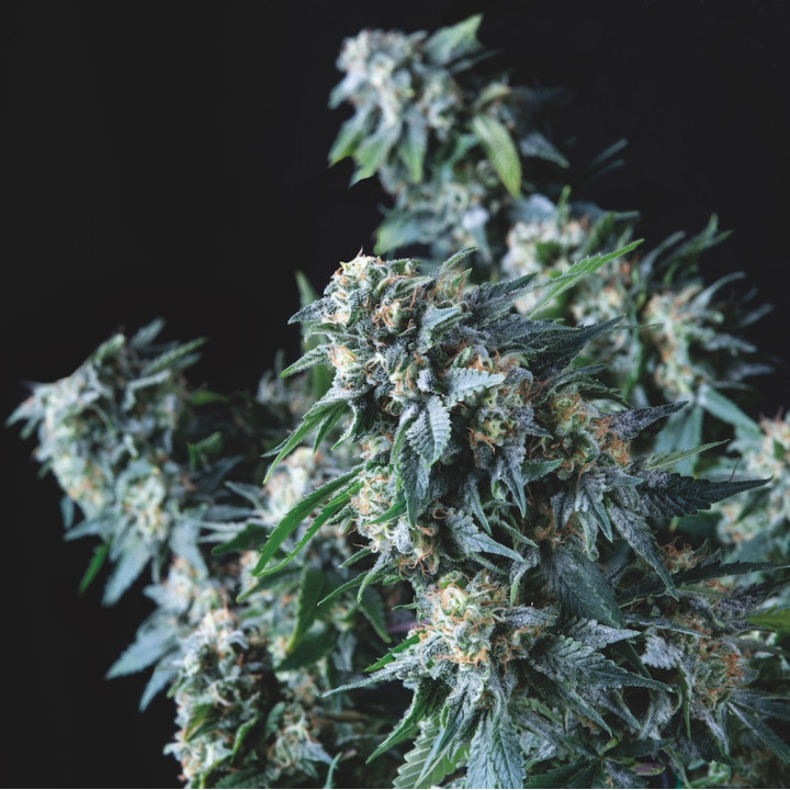 Amnesia Gold Regular – genética potente para breeders