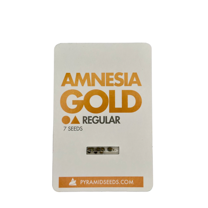 Semente de maconha Amnesia Gold Regular da Pyramid Seeds