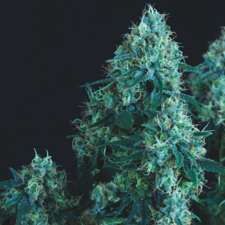 Semente de maconha Black Cherry Punch Regular da Pyramid Seeds