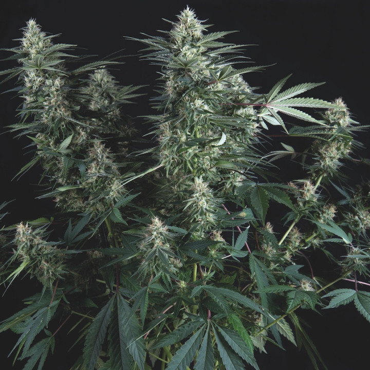 Semente de maconha Super OG Kush Regular da Pyramid Seeds