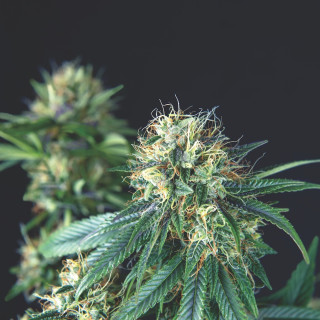 Tutankhamon Regular – versão regular da Tutankhamon original