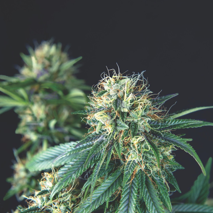 Tutankhamon Regular – versão regular da Tutankhamon original