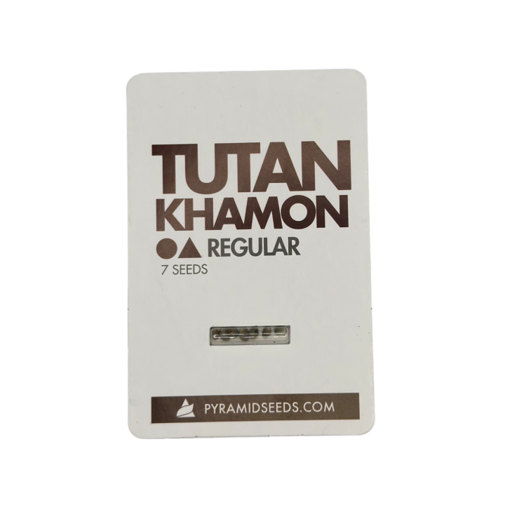 Semente de maconha Tutankhamon Regular da Pyramid Seeds