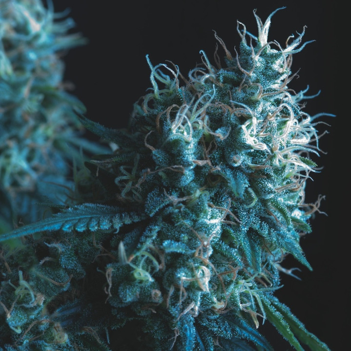 Cookies USA Regular – genética Cookies para breeding