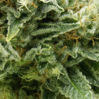 Macro de flores de Auto New York City CBD com tricomas brilhantes e pistilos alaranjados.