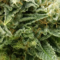 Semente Auto New York City CBD da Pyramid Seeds - 10-15% de CBD e 7-12% de THC, automática | Pyramid Seeds Brasil