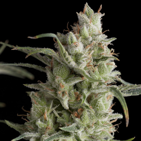 Semente Super OG Kush - representante da família Kush no catálogo Pyramid Seeds