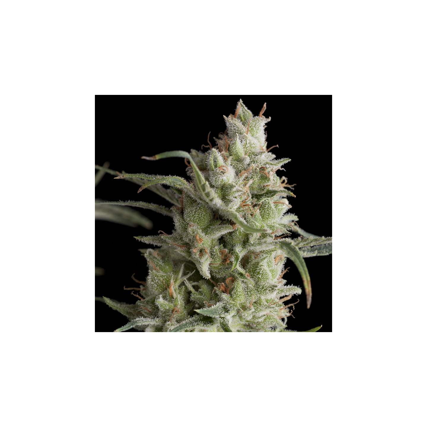 Super OG Kush - semente Hindu Kush OG clássica THC 25% produção 900g | Pyramid Seeds Brasil