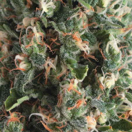 Semente Auto Super OG Kush automática - 25% THC ciclo de 65 dias | Pyramid Seeds Brasil