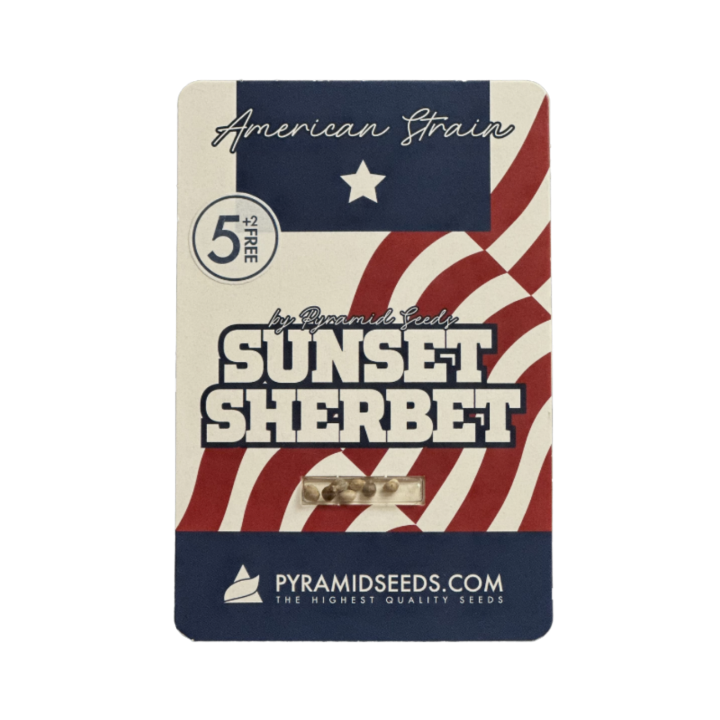 Pacote Sunset Sherbet da Pyramid Seeds sobre fundo neutro