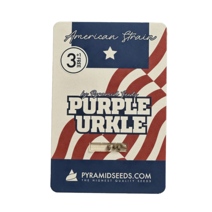 Pacote Purple Urkle da Pyramid Seeds sobre fundo neutro