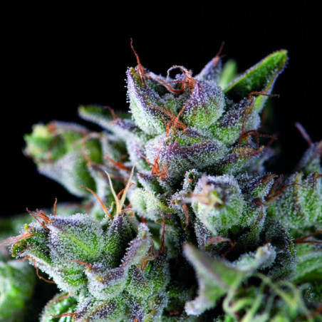 Semente Gorila GG4 - representante da família Gorilla Glue no catálogo Pyramid Seeds