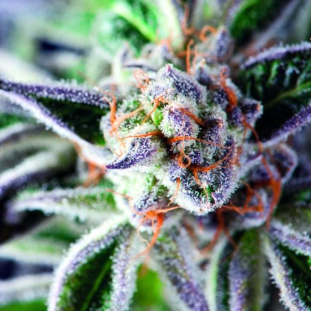 Semente Do-Si-Dos feminizada - Face Off OG × Girl Scout Cookies, 25% de THC | Pyramid Seeds Brasil