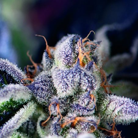 Semente Cookies USA feminizada - Girl Scout Cookies com 25-28% de THC | Pyramid Seeds Brasil