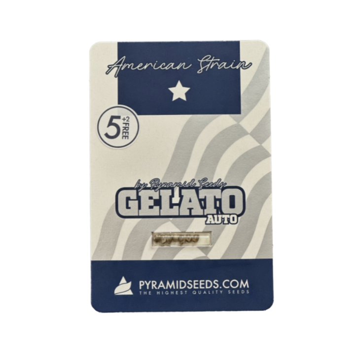 Pacote Auto Gelato da Pyramid Seeds – versão autoflorescente da genética Gelato