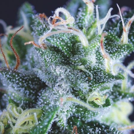 Semente Auto Gelato - automática baseada na Gelato #33 | Pyramid Seeds Brasil
