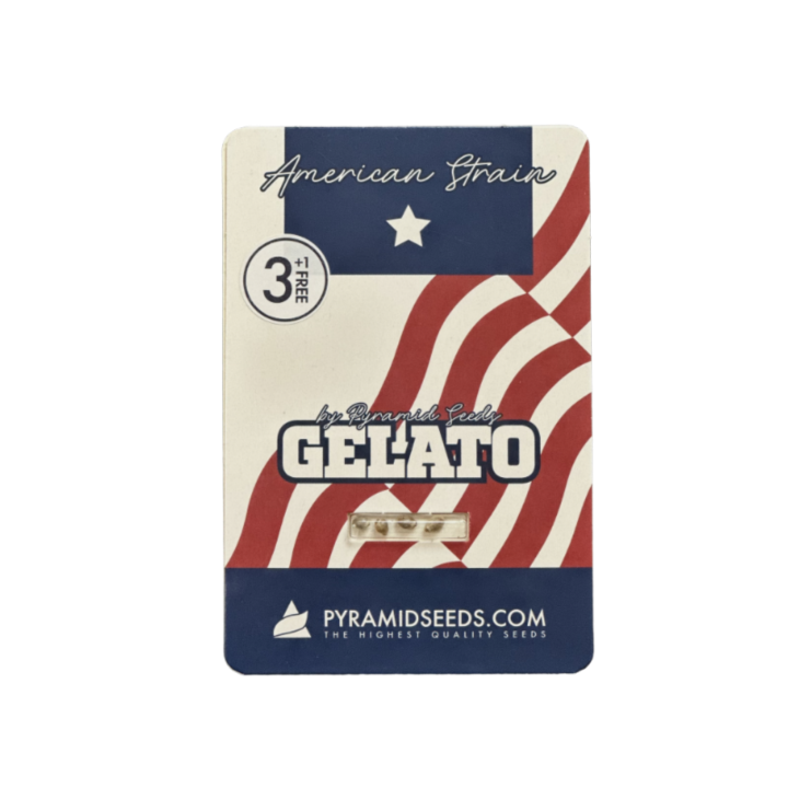 Pacote Gelato Pyramid Seeds – genética californiana Sunset Sherbet × Thin Mint GSC com até 27% THC