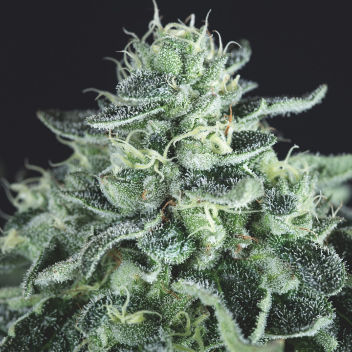 Cannabis Gelato Pyramid Seeds – buds roxos, resina espessa e aroma doce-cremoso de sorvete de frutas
