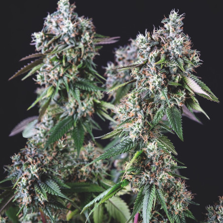 Semente Mendocino Purple Kush - Kush roxa 23% THC | Pyramid Seeds Brasil