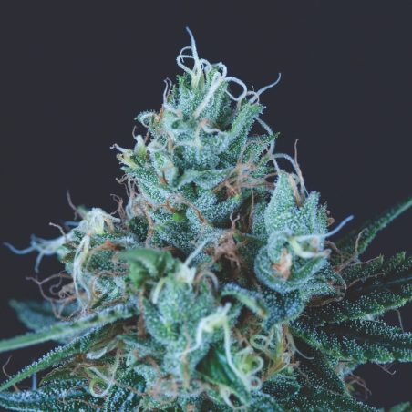 Ice Cream maconha - semente Bubble Gum x Skunk x White Widow THC 24% produção XXL | Pyramid Seeds Brasil
