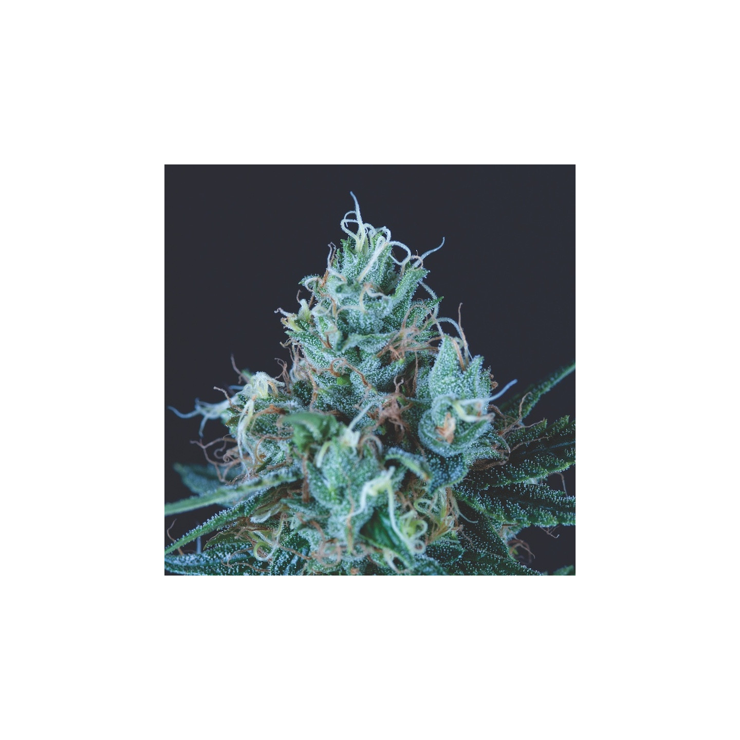 Ice Cream maconha - semente Bubble Gum x Skunk x White Widow THC 24% produção XXL | Pyramid Seeds Brasil