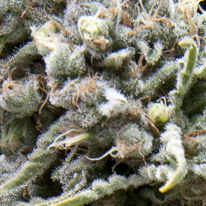 Buds da Auto White Widow – flores densas, resina abundante e THC alto (20–23%)