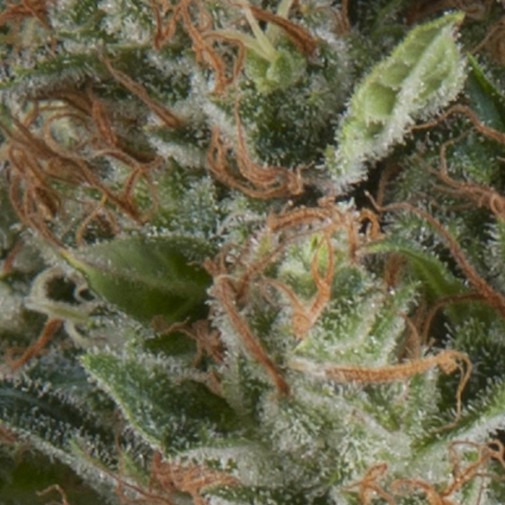 auto wembley pyramid seeds planta automática ak47 x bubble gum frutada relaxante
