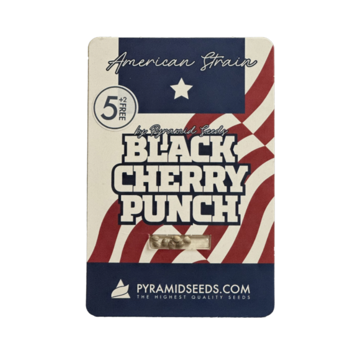 Pacote Black Cherry Punch da Pyramid Seeds