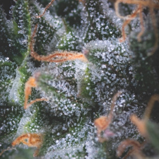 Buds de Auto Black Cherry Punch – tons púrpura vibrantes e tricomas brilhantes