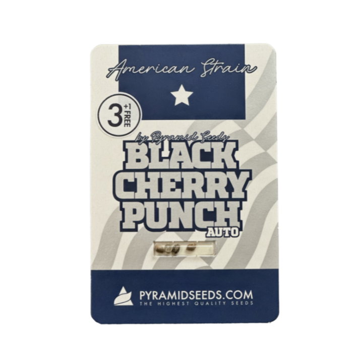 Embalagem Auto Black Cherry Punch – design roxo elegante da Pyramid Seeds