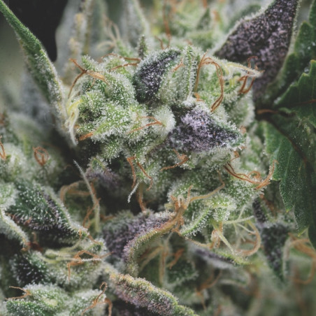 Semente Auto Gorila automática - Gorilla Glue autoflorescente 25% THC | Pyramid Seeds Brasil