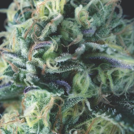 Semente Auto Cookies USA - Girl Scout Cookies automática, 21-25% de THC | Pyramid Seeds Brasil