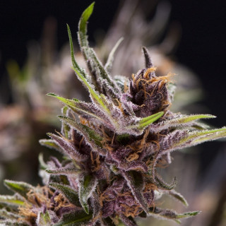 Macro dos tricomas de Black Cherry Punch – resina espessa cobrindo flores roxas