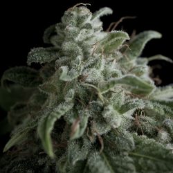 Semente Nefertiti da Pyramid Seeds - Black Widow x White Widow, 80% sativa, 22% de THC | Pyramid Seeds Brasil
