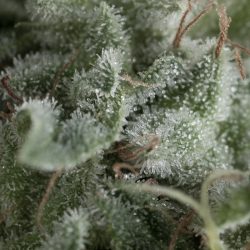 Semente Auto Nefertiti da Pyramid Seeds - sativa automática com perfil haze, 21% de THC | Pyramid Seeds Brasil