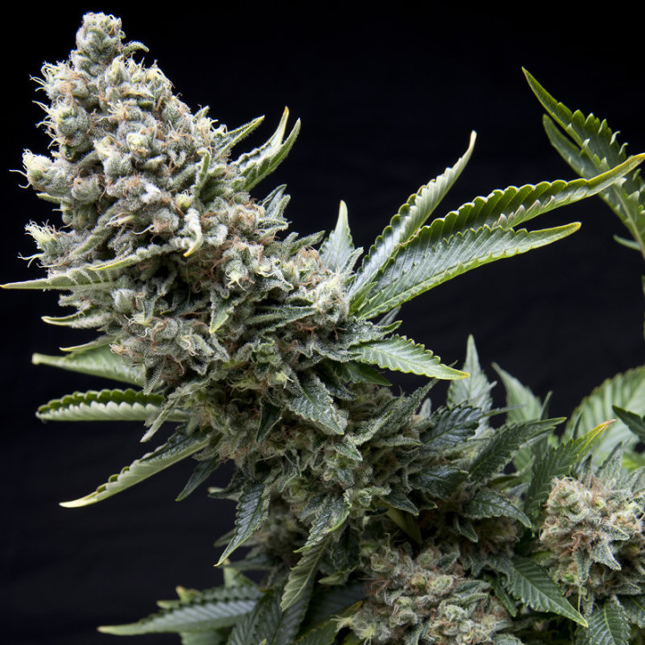 new york city pyramid seeds planta sativa cítrica estilo diesel com buds resinosos